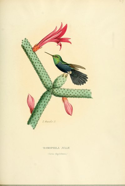 Damophila Juliae by Louis Victor Bevalet